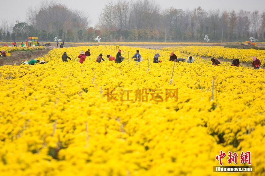 村民在金色的“海洋”中采摘食用菊花。 泱波 摄