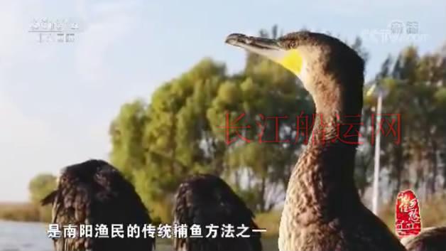 山东济宁南阳，登上央视《记住乡愁》了
