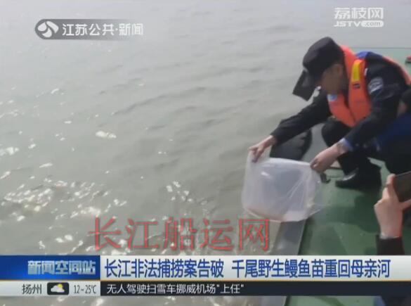 长江非法捕捞案告破 千尾野生鳗鱼苗重回母亲河